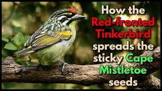 How the REDFRONTED TINKERBIRD spreads the sticky Cape Mistletoe seeds [upl. by Aztirak]