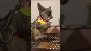 quotWatch This Adorable Galago Enjoying a Snackquotpets galago cutepets [upl. by Yramanna]