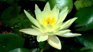 Water lily timelapse [upl. by Pulchi]