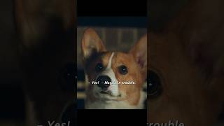 The puppy witnessed his owner’s journey from love to marriageshorts viralvideo shortsvideo [upl. by Wilkie]