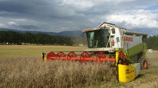 Žně 2017  řepka  Claas Lexion 440 [upl. by Clinton852]