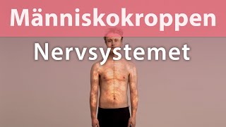 Människokroppen Nervsystemet Trailer 1767KM [upl. by Lirva]