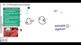 GCSE why is this blood cell white [upl. by Child975]