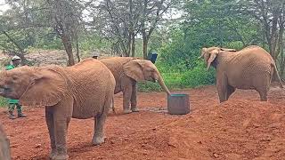 Daphne Sheldrick Elephant Orphanage Day Trip by Oluokos Signature [upl. by Yelich]