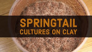 How to Make Clay Springtail Cultures Using Calcium Bearing Clay Pellets [upl. by Aziul]