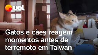 Taiwan Gatos e cães reagem ao terremoto momentos antes do tremor começar veja vídeos [upl. by Esdras]