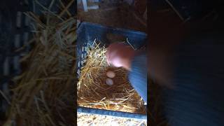 Did The Chickens Lay More Eggs Today chickeneggs [upl. by Kerrie]