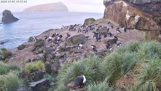 TawakiCam  Erectcrested penguins in Anchorage Bay Antipodes Island [upl. by Norm]