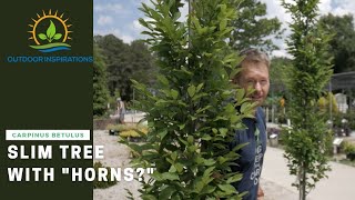 What in the world is a European Hornbeam  Plant Spotlight [upl. by Garrik260]