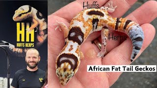 African Fat Tail Gecko Tips  with Expert Seth Hoffpauir 🦎 🦎 [upl. by Halbeib]