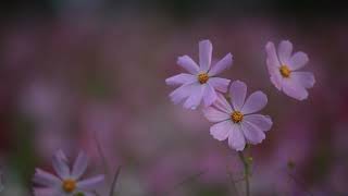 Heliotrope Bouquet Improvisation [upl. by Hutt]