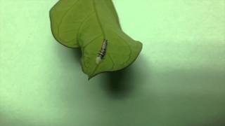 Paper Kite Caterpillar Defense Mechanism [upl. by Tebor]