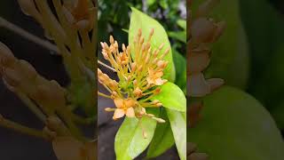 Blooming Yellow Ixora coccineaRongon Flower 💛💛💛 flower garden beautifulflowersintheworld [upl. by Freudberg]