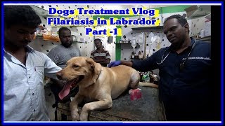 Dogs Vlog Treatment  Rare Filariasis DiroFilariasis  in Labrador [upl. by Bamberger649]