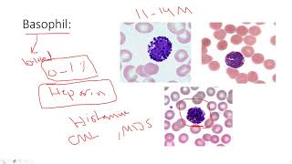 Blood film preparation Staining and Examination part 02 [upl. by Annoed]