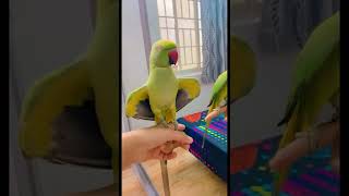 Parrot saying Allah hoo [upl. by Ztnaj]