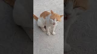 🔊 😺 Gatos MAULLANDO Fuerte short 📢▶ 2023 【Debes De Mirarlo】 [upl. by Gnouhp]