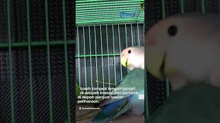 Bikin Konten Lepas Burung Love Bird di Alam Liar Saaih Halilintar Dihujat Netizen [upl. by Aday]