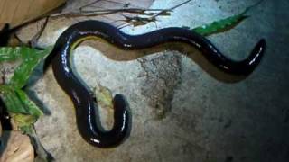 Amazing Amphibians Vol1 No1 Caecilian  Ichthyophis kohtaoensis [upl. by Beaumont]