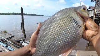 Mancing ikan kelabau besar joran sampai nyungsep ke air [upl. by Hacim]