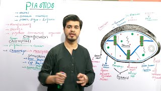 Plastids and its types  Chloroplast chromoplast and leucoplast  class 9 biology By najeeb kakar [upl. by Jenni133]