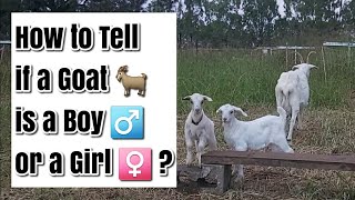 How to tell if a Goat Baby is a Boy or a Girl and What is it Called [upl. by Pickar]