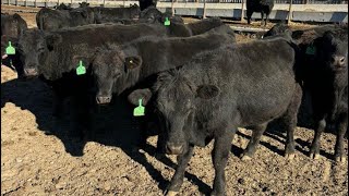 Tee Two Land amp Cattle Co  875 November Grass Heifers  70 Head Kelliher SK VBP [upl. by Alikam]