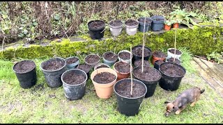 Fresh bedding in shed amp some baby tree potting amp hellebore gardening [upl. by Llehsyar]