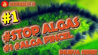 1 ¿CÓMO COMBATIR LAS ALGAS STOPALGAS ALGAPINCEL [upl. by Snow84]