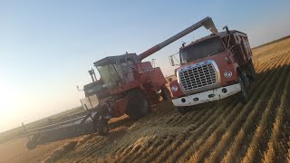 Whackin wheat with the pride of the prairies [upl. by Diet]