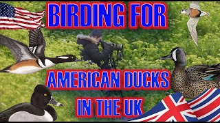 BIRDING FOR AMERICAN DUCKS IN THE UK [upl. by Hephzipah]