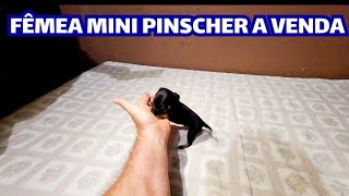 Fêmea pinscher miniatura [upl. by Aleac]