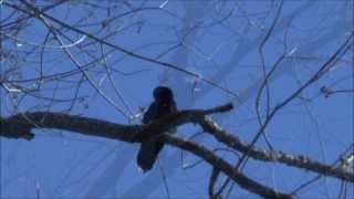 Ravens Corvus corax at Station Cove Falls Oconee State Park SC [upl. by Anasor]