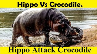 Hippo Attack Crocodile Crocodile Vs Hippo [upl. by Akenor]