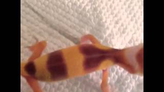 Leopard gecko scream [upl. by Atnuahs]