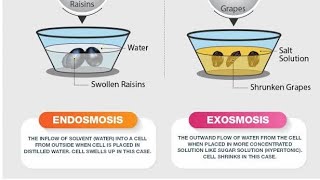 Observation of materials in different Solutions 9th Biology by Roshan AKTPMCHS ROCKERS [upl. by Aneehsat]