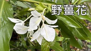 野薑花 amp 野生木耳（Wild food for table Jelly ear amp Butterfly ginger） [upl. by Haram]