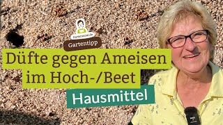 Ameisen im Hochbeet Mit Düften verjagen Hausmittel gegen Ameisen einfach ausprobieren [upl. by Yerok]