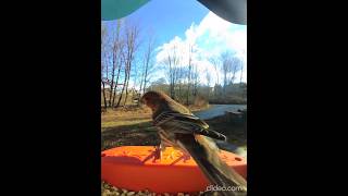 Tufted Titmouse Ejects House Finch Bird Buddy [upl. by Beasley994]