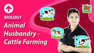 Animal Husbandry  Cattle farming  Biology [upl. by Darnoc]