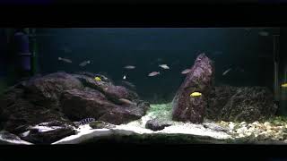 Lake Tanganyika African Cichlid 240L 55 Gallon Four Foot Biotope Aquarium [upl. by Manon376]