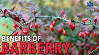 MAGNIFICENT BENEFITS OF BARBERRY [upl. by Relly]