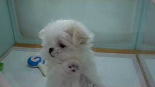 Teacup sized Maltese Puppy Bree [upl. by Auhs]