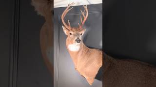 What to look for taxidermy taxidermist wildlifeart wildlifeartist deer whitetaildeer animal [upl. by Giark]