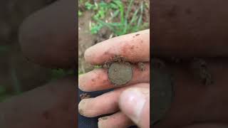 Encore une monnaie  detectiondemetaux metaldetecting histoire metaldetector pourtoi coin [upl. by Noramac186]