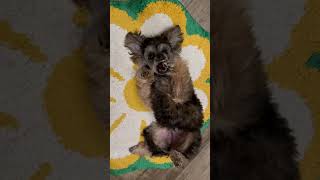 Maltipoo Puppi ￼puppy shortsfeed youtubeshort dog [upl. by Marcel]