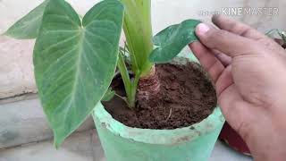 7 How to grow elephant ear plant from bulbs in easy way how to propagate elephant ear plant [upl. by Heathcote]