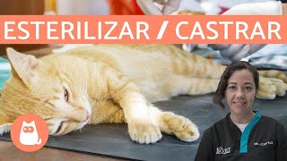 Diferencias entre ESTERILIZAR y CASTRAR  Perros y Gatos [upl. by Blainey]