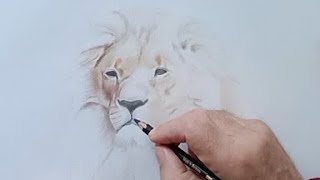 Drawing a lion using colour pencils [upl. by Pouncey49]