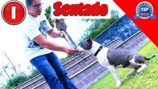 CÓMO EMPEZAR A ENTRENAR A MI PERRO  ADIESTRAMIENTO BÁSICO [upl. by Suilienroc]